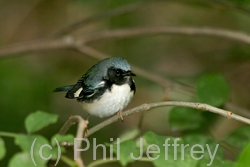 Black-throated Blue Warbler