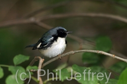 Black-throated Blue Warbler