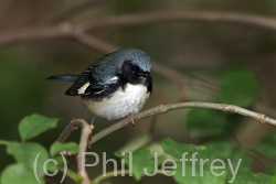 Black-throated Blue Warbler