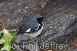 Black-throated Blue Warbler