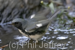 Black-throated Blue Warbler