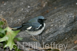 Black-throated Blue Warbler
