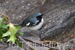 Black-throated Blue Warbler