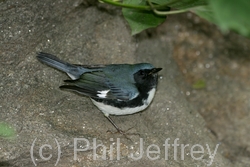 Black-throated Blue Warbler