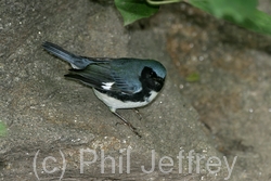 Black-throated Blue Warbler