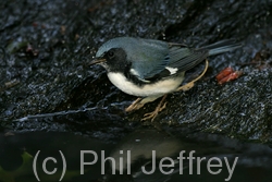 Black-throated Blue Warbler
