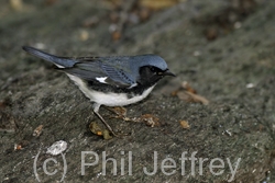 Black-throated Blue Warbler