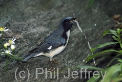 Black-throated Blue Warbler