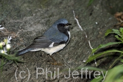 Black-throated Blue Warbler