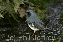 Black-throated Blue Warbler