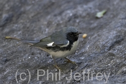 Black-throated Blue Warbler