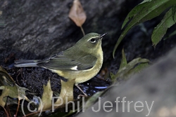 Black-throated Blue Warbler