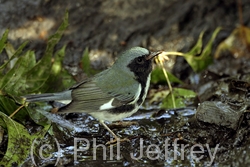 Black-throated Blue Warbler