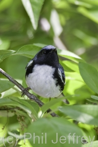 Black-throated Blue Warbler