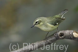 Black-throated Blue Warbler