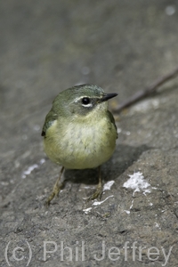 Black-throated Blue Warbler