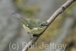 Black-throated Blue Warbler