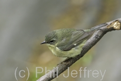 Black-throated Blue Warbler