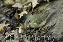 Black-throated Blue Warbler