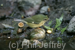 Black-throated Blue Warbler