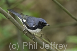 Black-throated Blue Warbler