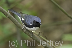 Black-throated Blue Warbler
