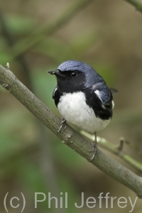 Black-throated Blue Warbler