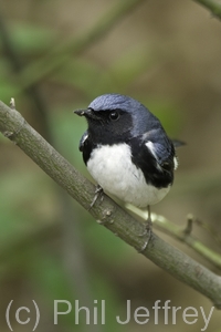Black-throated Blue Warbler
