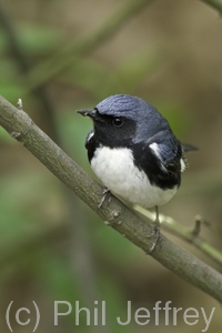 Black-throated Blue Warbler