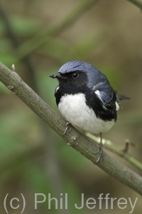 Black-throated Blue Warbler