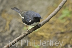 Black-throated Blue Warbler