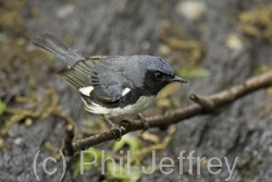 Black-throated Blue Warbler