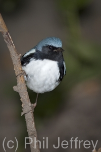 Black-throated Blue Warbler