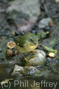 Black-throated Blue Warbler