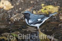 Black-throated Blue Warbler