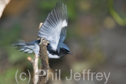 Black-throated Blue Warbler