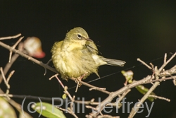 Black-throated Blue Warbler