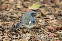 Black-throated Blue Warbler