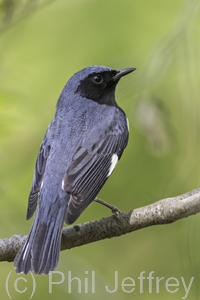 Black-throated Blue Warbler