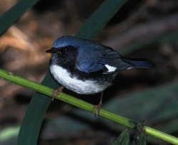 Black-throated Blue Warbler