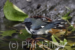 Black-throated Blue Warbler