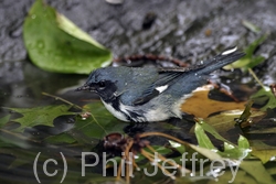 Black-throated Blue Warbler
