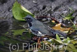 Black-throated Blue Warbler