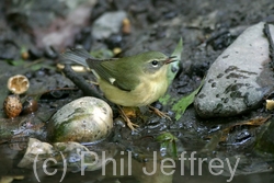 Black-throated Blue Warbler