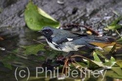 Black-throated Blue Warbler