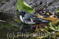 Black-throated Blue Warbler