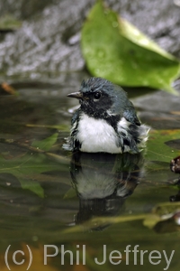 Black-throated Blue Warbler