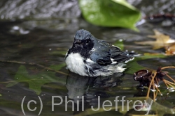 Black-throated Blue Warbler