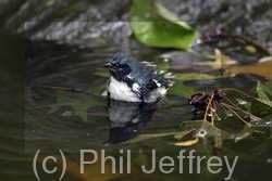 Black-throated Blue Warbler