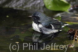 Black-throated Blue Warbler